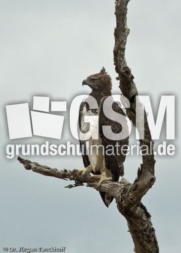 Kampfadler (2 von 3).jpg